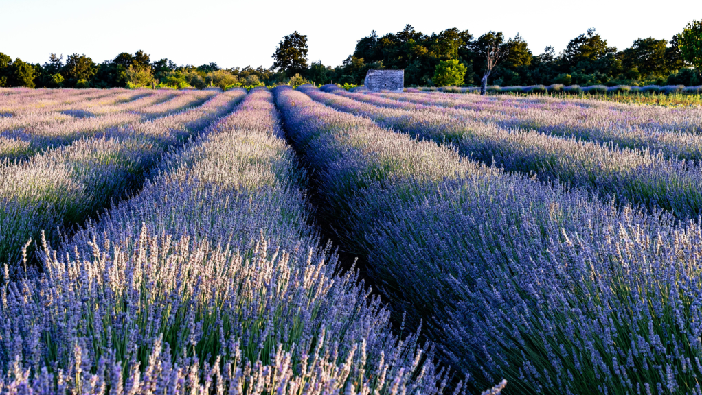 O Fim da Terapia e o Caminho para a&nbsp;Autonomia