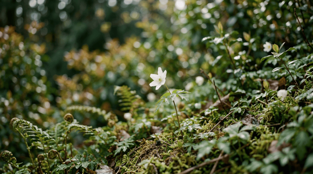 White woodland flower blooming above moss and green forest undergrowth